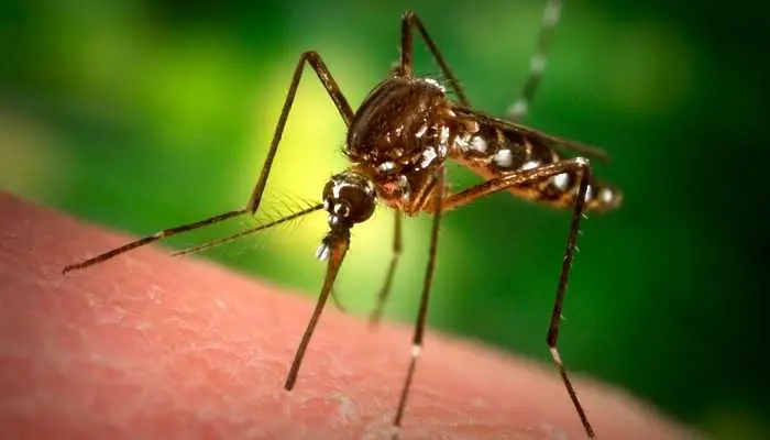 Кого предпочитат да нападат комарите?